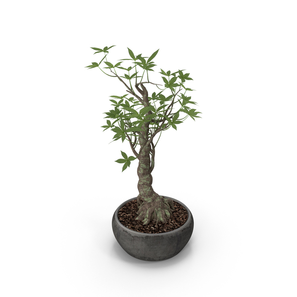 Plants: Plant PNG & PSD Images Plants: Plant PNG & PSD Images