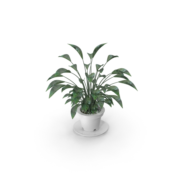 Plants: Plant PNG & PSD Images