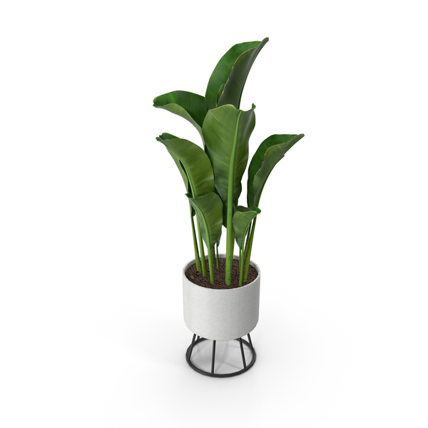 Plants: Plant PNG & PSD Images Plants: Plant PNG & PSD Images