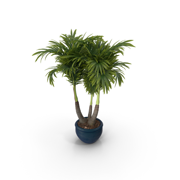 Flower Pot Support: Plant Potted PNG & PSD Images Flower Pot Support: Plant Potted PNG & PSD Images