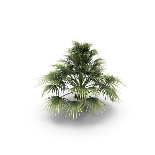 Palm Tree: Plant Sabal Minor PNG & PSD Images Palm Tree: Plant Sabal Minor PNG & PSD Images