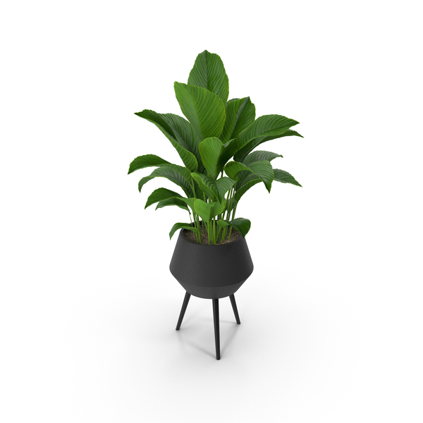 Flower Pot: Plant Spathiphyllum PNG & PSD Images Flower Pot: Plant Spathiphyllum PNG & PSD Images