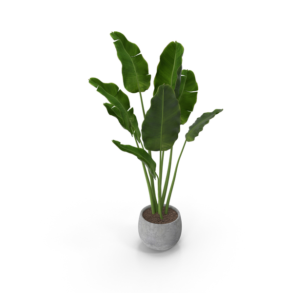 Plants: Plant Strelitzia Nicolai PNG & PSD Images Plants: Plant Strelitzia Nicolai PNG & PSD Images
