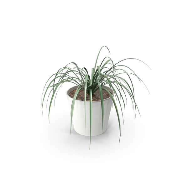 Plants: Plant Striped Chlorophytum PNG & PSD Images Plants: Plant Striped Chlorophytum PNG & PSD Images