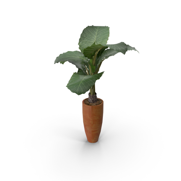Plants Collection PNG & PSD Images