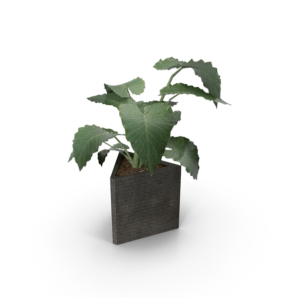 Plants Collection PNG & PSD Images Plants Collection PNG & PSD Images
