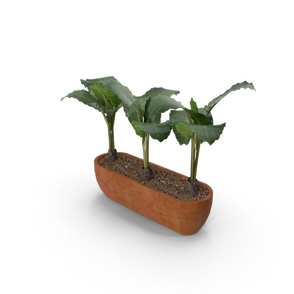 Flower Pot: Plants Collection PNG & PSD Images Flower Pot: Plants Collection PNG & PSD Images