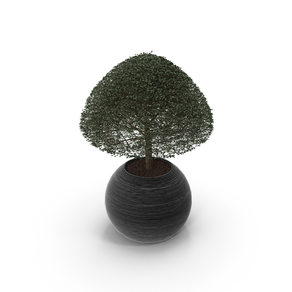 Tree: Plants Collection Ligustrum Lucidum PNG & PSD Images