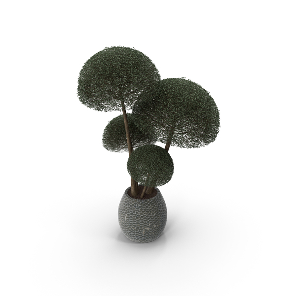 Tree: Plants Collection Ligustrum Lucidum Vray PNG & PSD Images