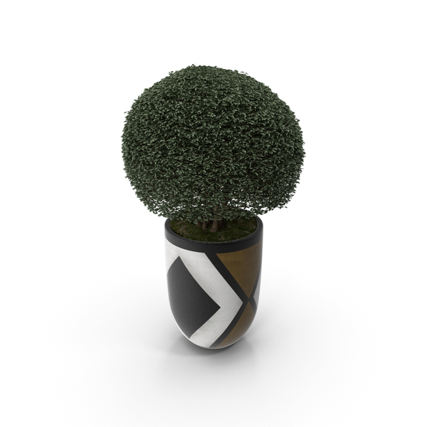 Plants Collection Ligustrum Ovalifolium PNG & PSD Images