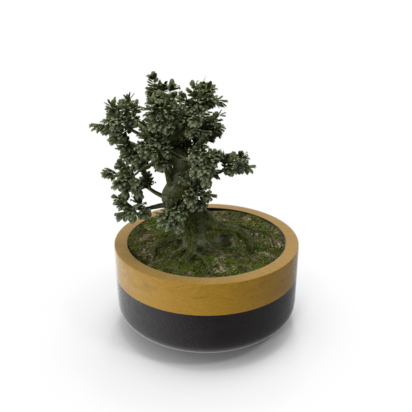 Conifer: Plants Collection Mini Bonsai PNG & PSD Images
