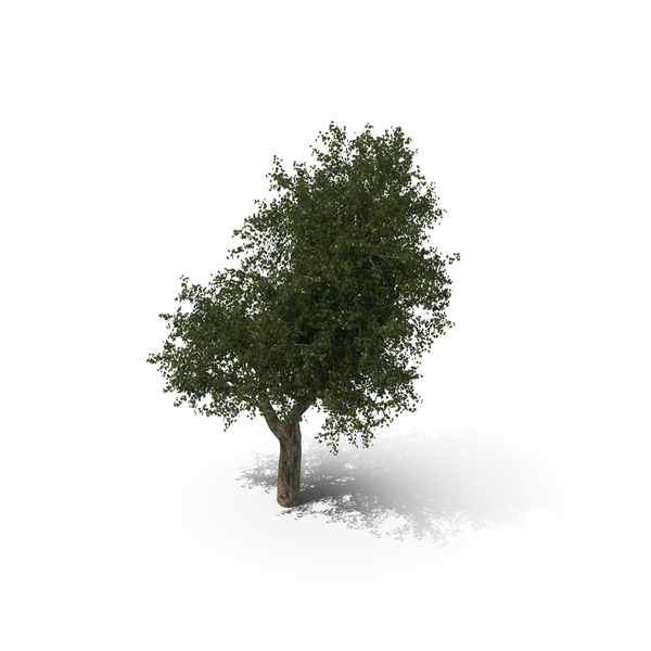 Plane Tree: Platanus PNG & PSD Images Plane Tree: Platanus PNG & PSD Images