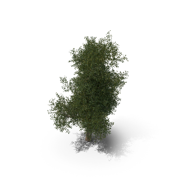 Plane Tree: Platanus PNG & PSD Images Plane Tree: Platanus PNG & PSD Images