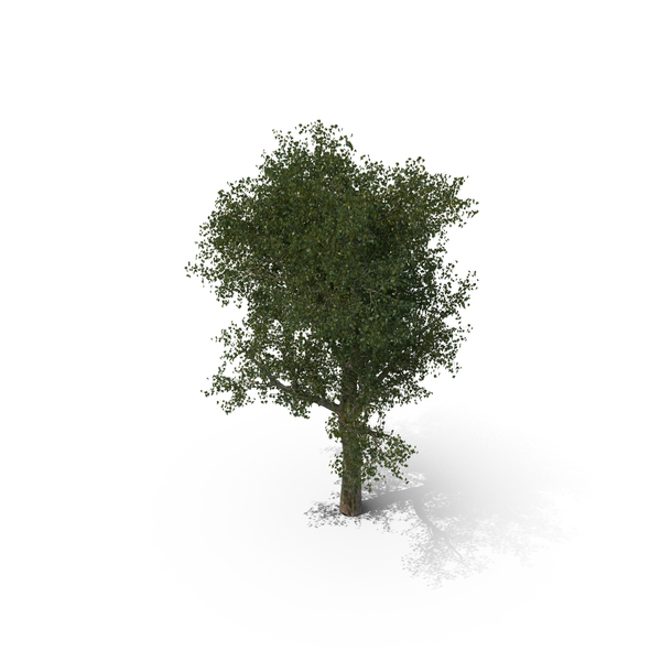 Plane: Platanus Tree PNG & PSD Images Plane: Platanus Tree PNG & PSD Images