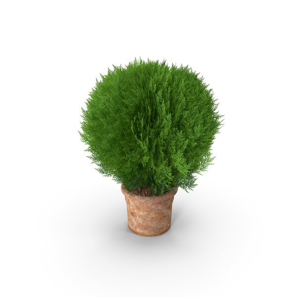 Bush: Platycladus Pot Plant PNG & PSD Images Bush: Platycladus Pot Plant PNG & PSD Images