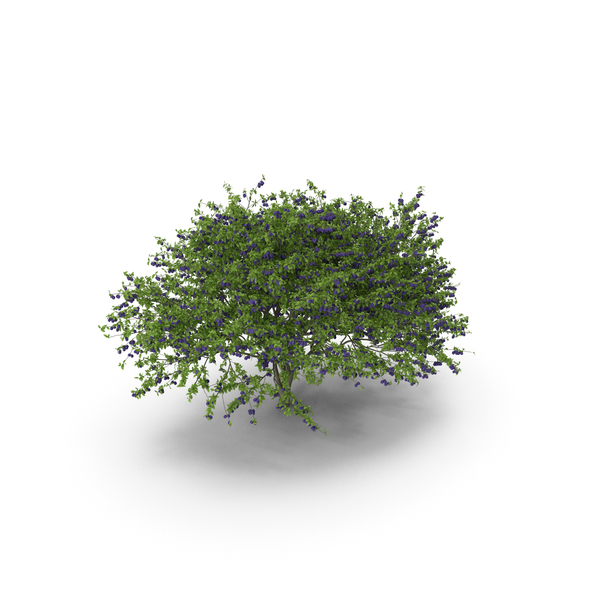 Plum Tree Purple Fruits PNG & PSD Images Plum Tree Purple Fruits PNG & PSD Images