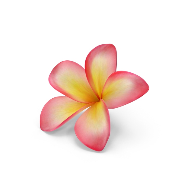 Flowering Plants: Plumeria Exotic Flower PNG & PSD Images Flowering Plants: Plumeria Exotic Flower PNG & PSD Images