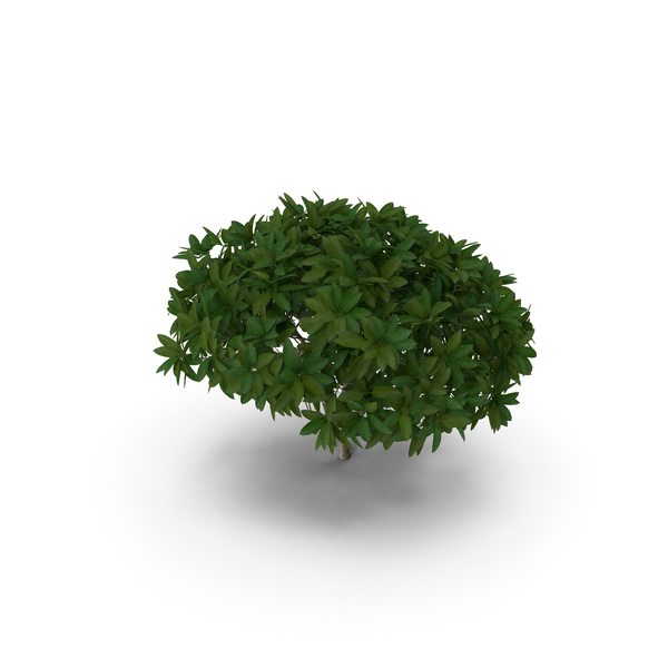 Obtusa: Plumeria Frangipani Shrub PNG & PSD Images Obtusa: Plumeria Frangipani Shrub PNG & PSD Images