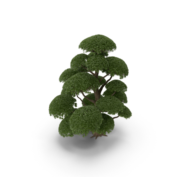 Evergreen: Podocarpus Big Tree PNG & PSD Images Evergreen: Podocarpus Big Tree PNG & PSD Images