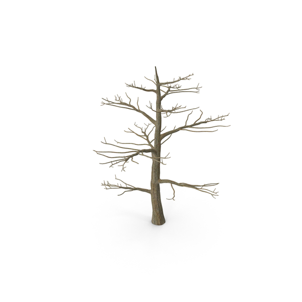 Tree: Podocarpus Trunk PNG & PSD Images Tree: Podocarpus Trunk PNG & PSD Images