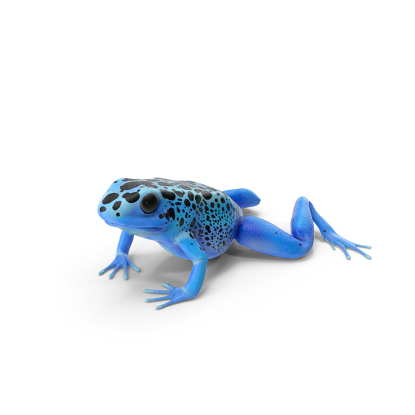 Poison Dart Frog Blue Crawling Pose PNG Images & PSDs for Download ...