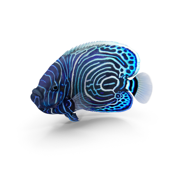 Angelfish: Pomacanthus Imperator Fish PNG & PSD Images Angelfish: Pomacanthus Imperator Fish PNG & PSD Images