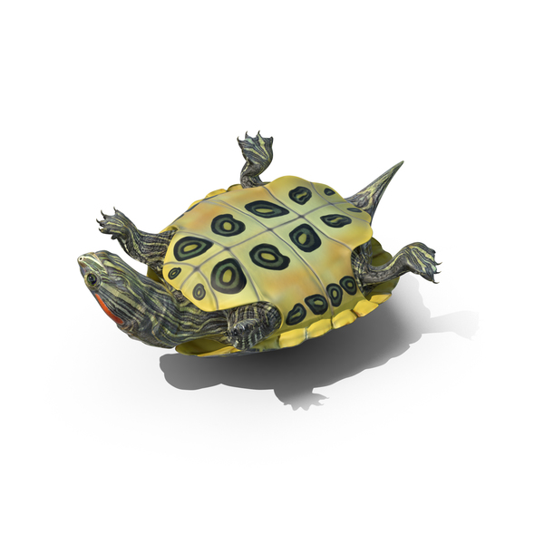 Pond Slider Turtle PNG & PSD Images Pond Slider Turtle PNG & PSD Images