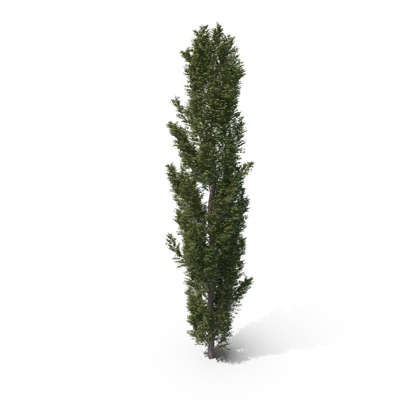 Leaves: Poplar PNG & PSD Images Leaves: Poplar PNG & PSD Images