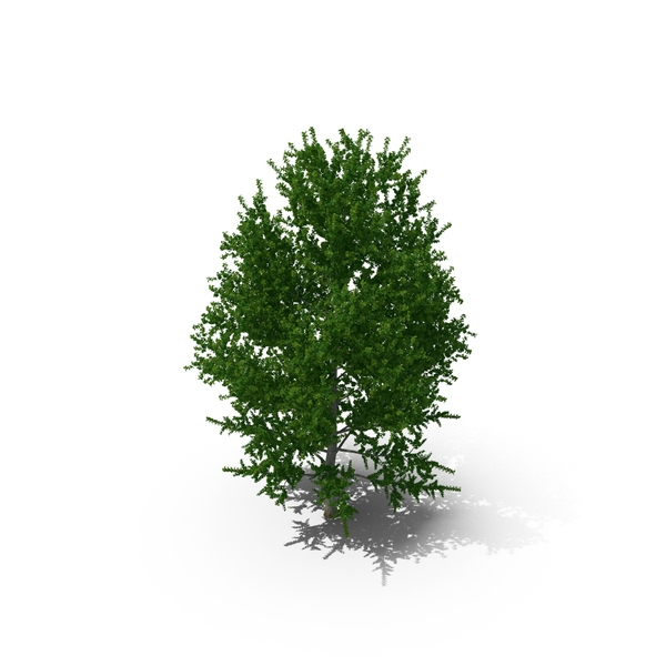 Poplar Tree PNG & PSD Images Poplar Tree PNG & PSD Images