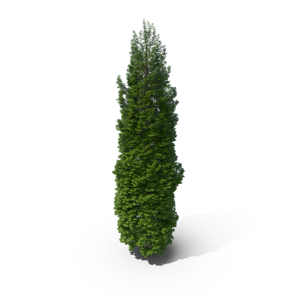 Poplar Tree PNG & PSD Images Poplar Tree PNG & PSD Images