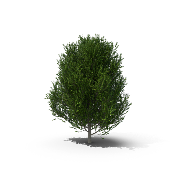 Tree: Poplar PNG & PSD Images Tree: Poplar PNG & PSD Images
