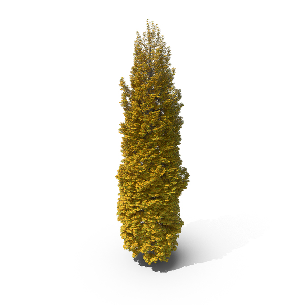 Poplar Tree Autumn PNG & PSD Images Poplar Tree Autumn PNG & PSD Images