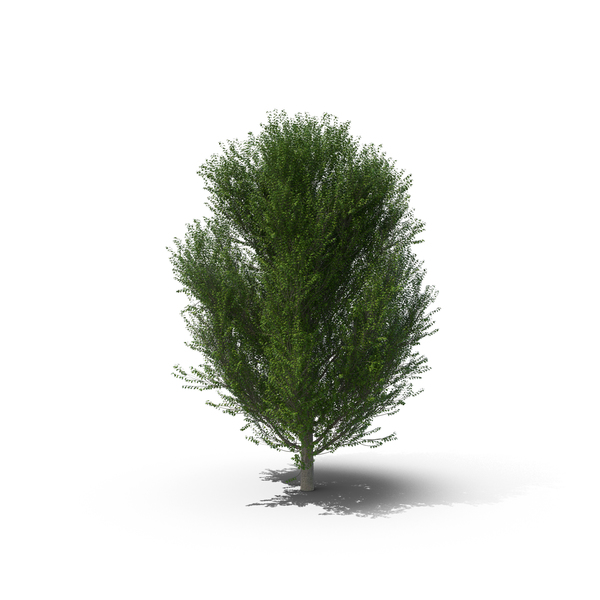 Tree: Poplar PNG & PSD Images Tree: Poplar PNG & PSD Images