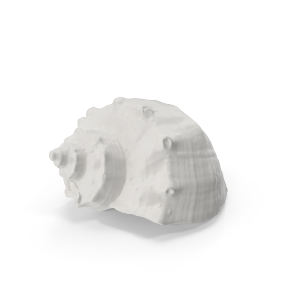 Porcelain Seashell PNG & PSD Images