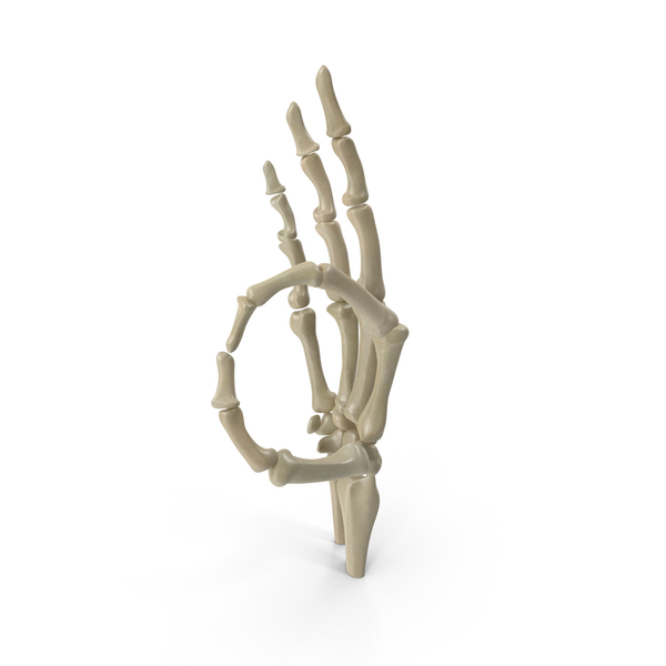 Posed Skeletal Hand PNG & PSD Images