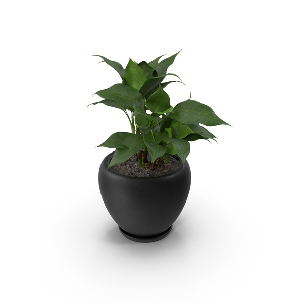 Flower Pot: Potted Aglaonema Modestum PNG & PSD Images Flower Pot: Potted Aglaonema Modestum PNG & PSD Images