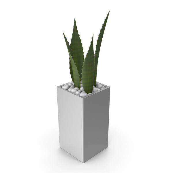Potted Aloe PNG & PSD Images Potted Aloe PNG & PSD Images