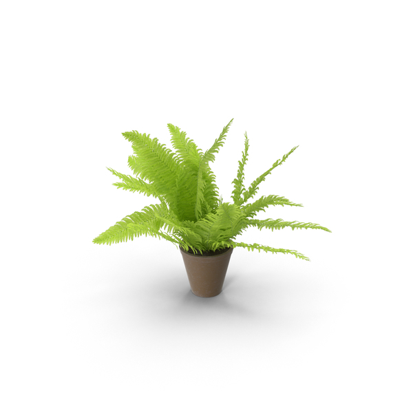 Potted Fern PNG & PSD Images Potted Fern PNG & PSD Images