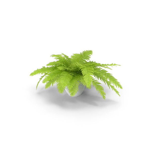 Potted Fern PNG & PSD Images