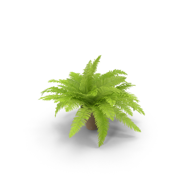 Potted Fern PNG & PSD Images Potted Fern PNG & PSD Images