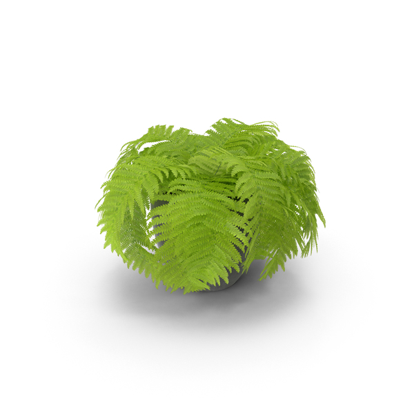 Potted Fern PNG & PSD Images Potted Fern PNG & PSD Images