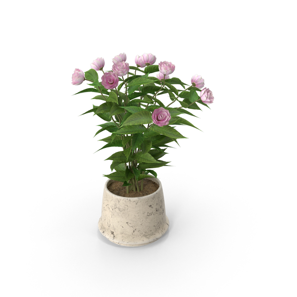 Pot: Potted Flower PNG & PSD Images Pot: Potted Flower PNG & PSD Images