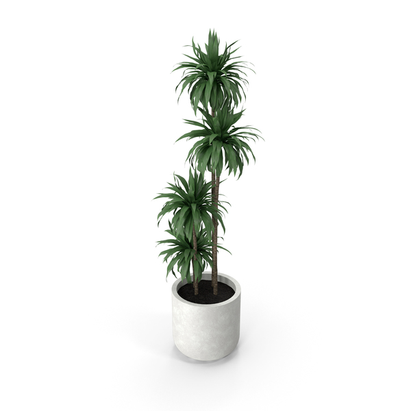 Flower Pot: Potted Palm PNG & PSD Images