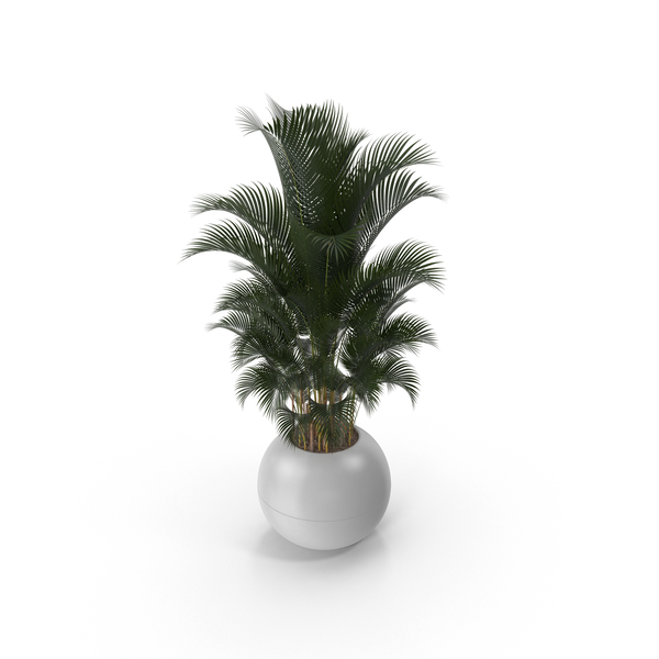 Flower Pot: Potted Palm Plant PNG & PSD Images Flower Pot: Potted Palm Plant PNG & PSD Images
