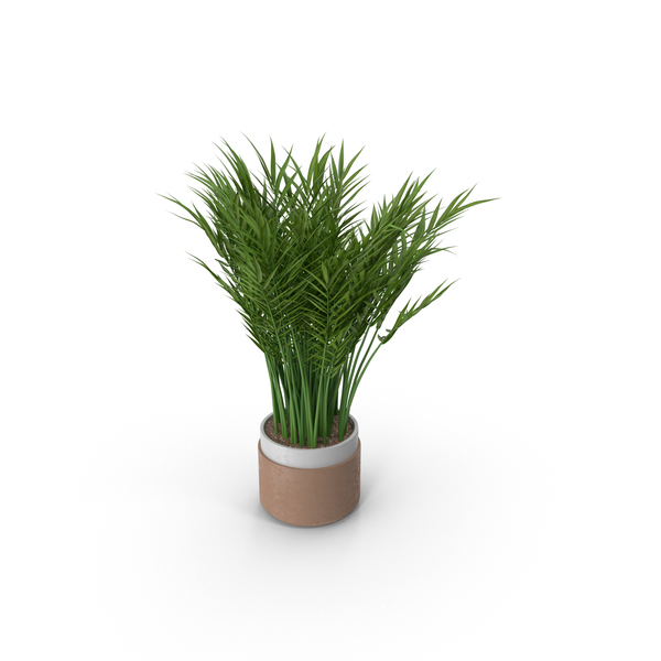 Flower Pot: Potted Plant PNG & PSD Images Flower Pot: Potted Plant PNG & PSD Images