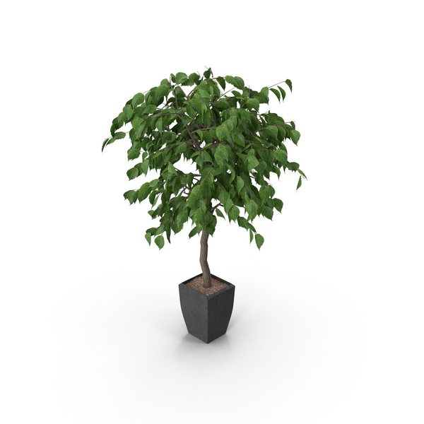 Potted Plant PNG Images & PSDs for Download | PixelSquid - S11245815D