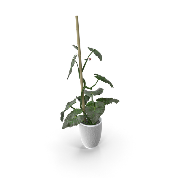 Flower Pot: Potted Plant PNG & PSD Images Flower Pot: Potted Plant PNG & PSD Images