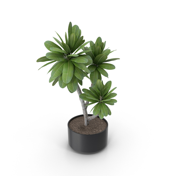 Flower Pot: Potted Plant PNG & PSD Images Flower Pot: Potted Plant PNG & PSD Images