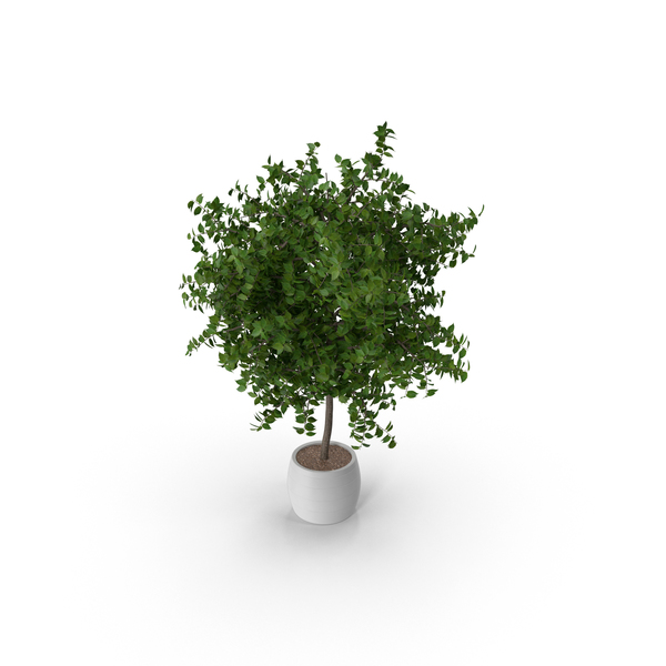Flower Pot: Potted Plant PNG & PSD Images Flower Pot: Potted Plant PNG & PSD Images