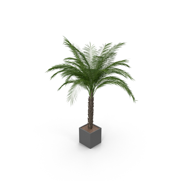 Flower Pot: Potted Plant PNG & PSD Images Flower Pot: Potted Plant PNG & PSD Images
